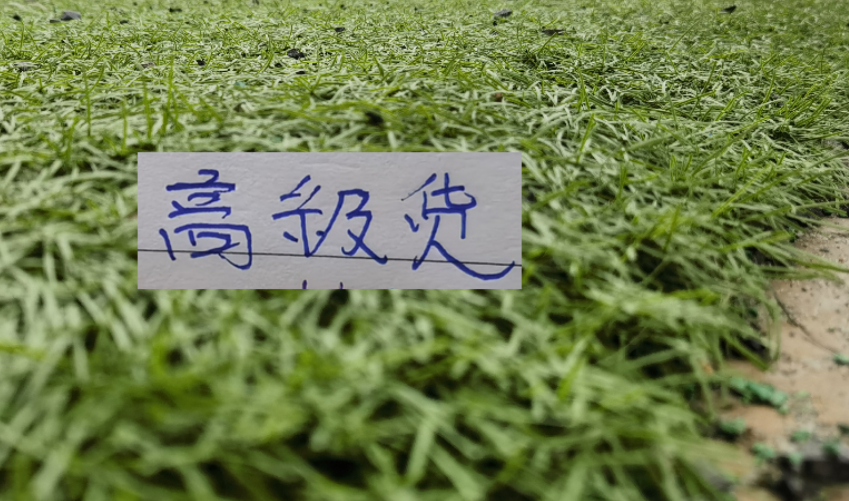爱游戏体育登录入口-中超前7轮五大宝藏引援！领头羊+有马莱莱大连 都成功捡漏